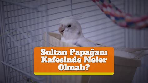 sultan papağanı kafesinde neler olmalı